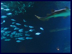 L'Oceanogràfic Oceanarium 040